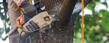 Best Tree Cabling and Bracing  in Scott City, KS