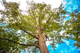 Best Tree Preservation Services  in Scott City, KS