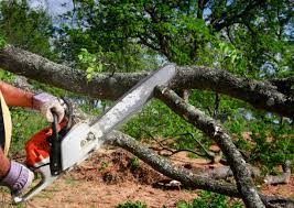 Best Hazardous Tree Removal  in Scott City, KS