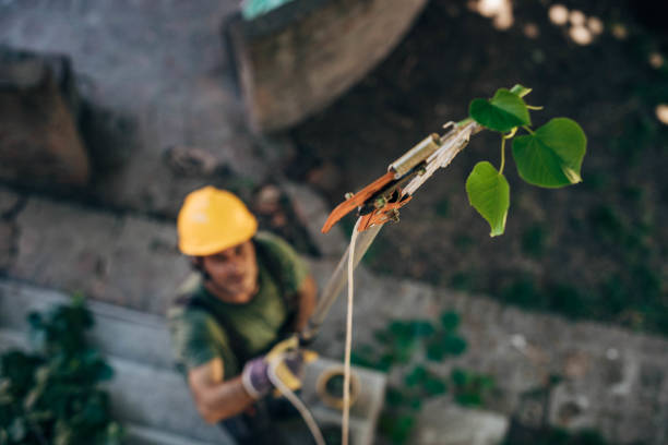 How Our Tree Care Process Works  in  Scott City, KS