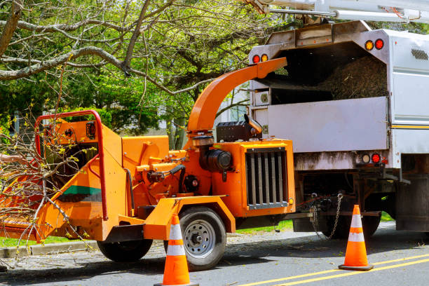 Leaf Removal in Scott City, KS