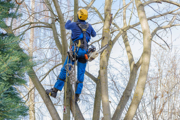 Best Tree Trimming and Pruning  in Scott City, KS