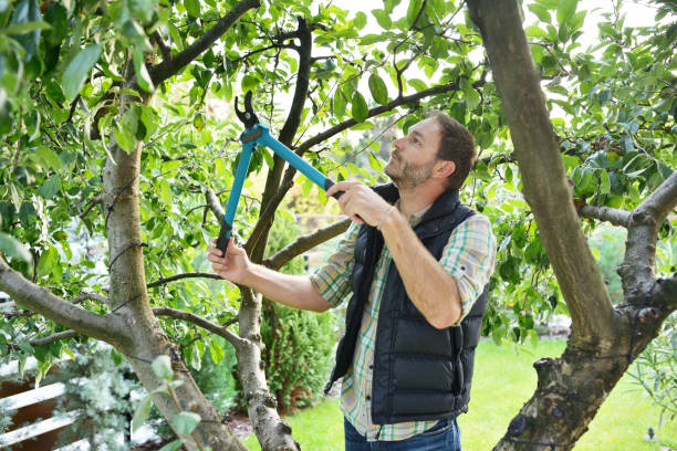 Best Fruit Tree Pruning  in Scott City, KS